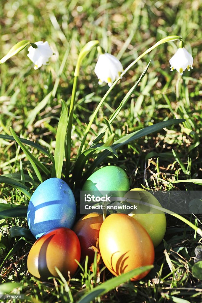 Easter egg meadow snowdrop Easter egg meadow snowdrop snowflake outside in the meadow Blue Stock Photo