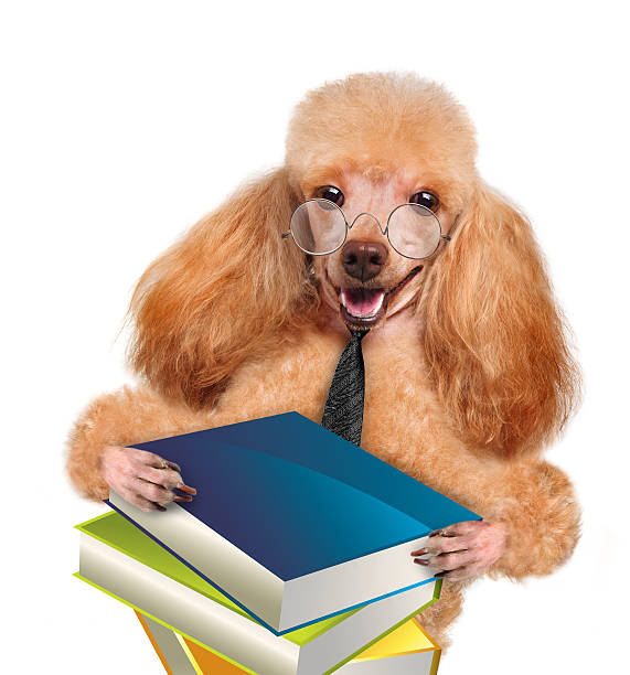 cão com livros - balance book university glasses - fotografias e filmes do acervo