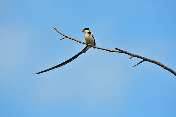 istock Pin-tailed Whydah 3 of 5 477757717