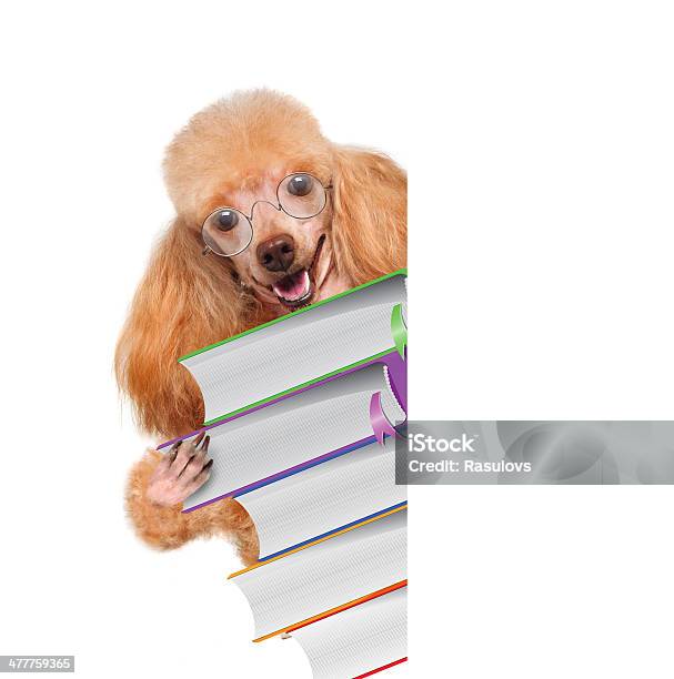 Hund Über Weiße Banner Mit Büchern Stockfoto und mehr Bilder von Akademisches Lernen - Akademisches Lernen, Bibliothek, Bildhintergrund