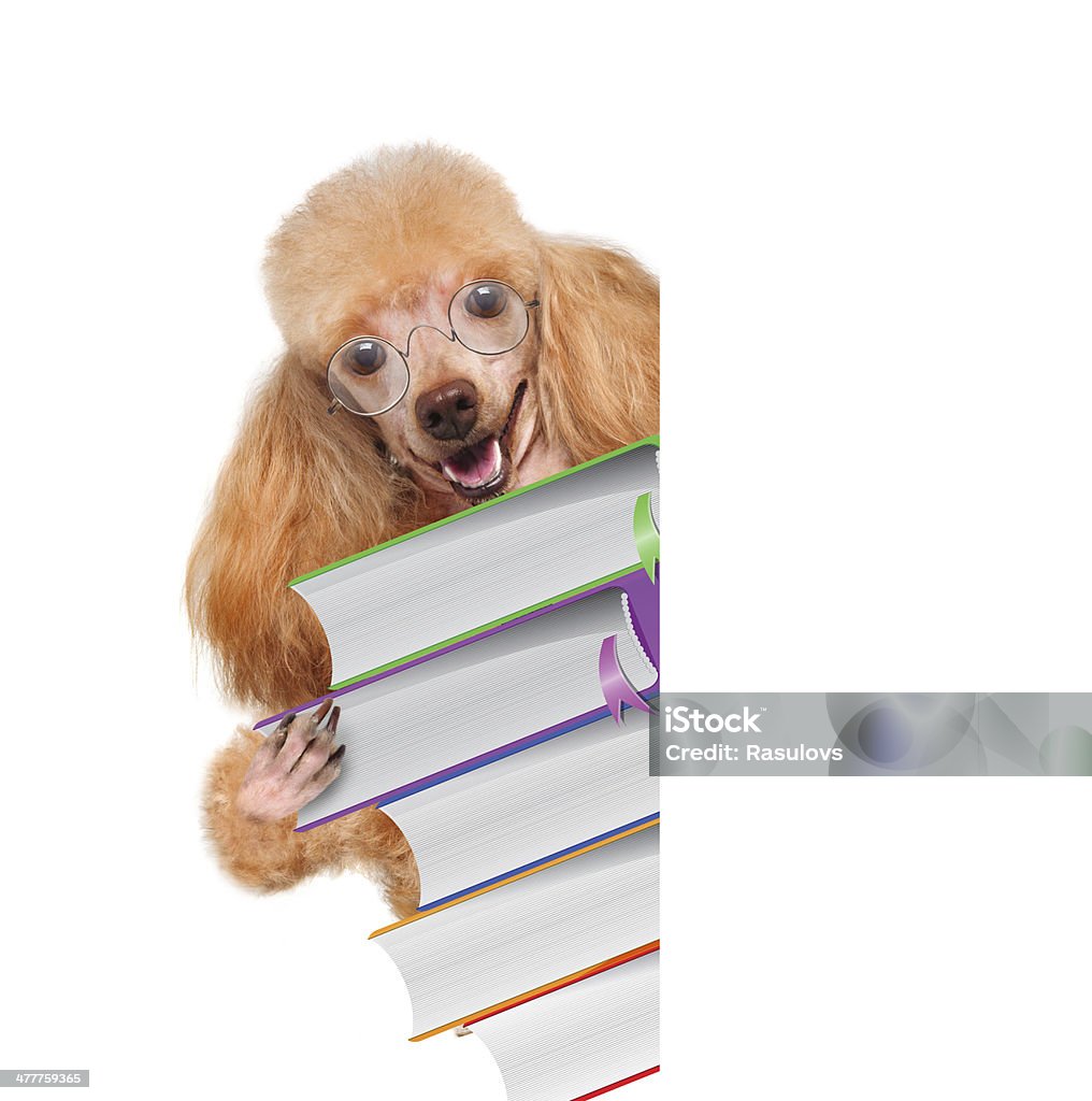 Cane con libri su bianco Banner - Foto stock royalty-free di Allenamento