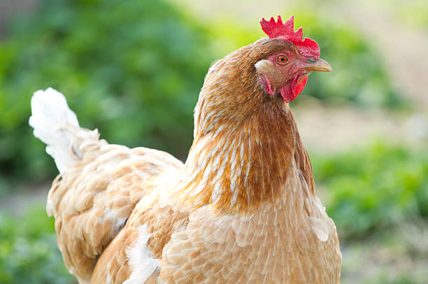 istock Portrait of a chicken 477760075