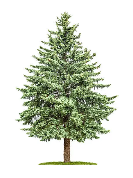 A pine tree on a white background