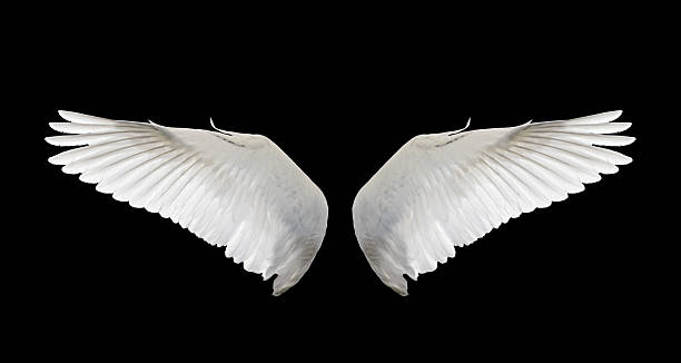 asas brancas - 7109 imagens e fotografias de stock