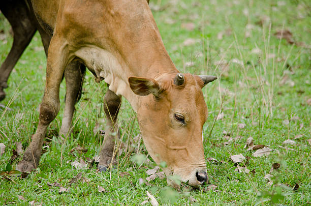 istock cow in thailand 477761572