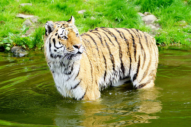 istock Awesome Siberian tiger in a River 477761590