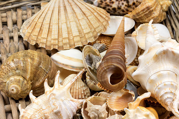 istock Seashells lying  in retro wicker baket 477762222
