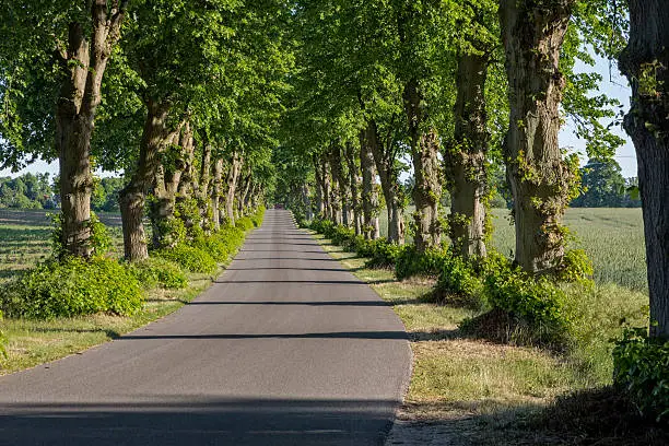 Picturesque lime tree alley in East Germany