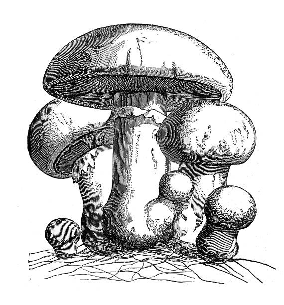 ilustraciones, imágenes clip art, dibujos animados e iconos de stock de anticuario ilustración de agaricus campestris (seta campestre) - vertical meadow mushroom vegetable