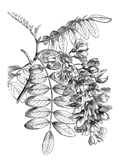 ilustraciones, imágenes clip art, dibujos animados e iconos de stock de anticuario ilustración de cáscara robinia pseudoacacia (negro) - locust tree black robinia