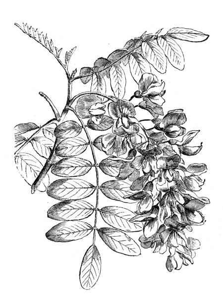 античный иллюстрация robinia pseudoacacia (черный саранча) - locust tree black robinia stock illustrations