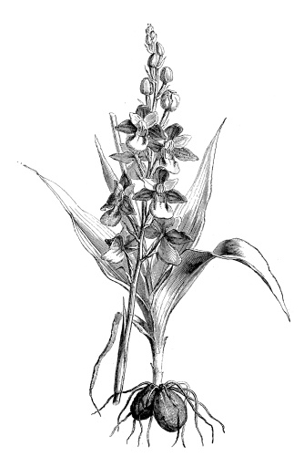 Antique illustration of Ophrys sphegodes (Early Spider Orchid)