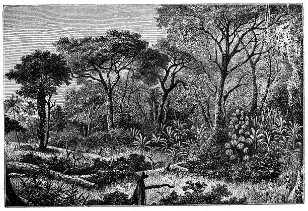 istock Antique illustration of African jungle 477763579