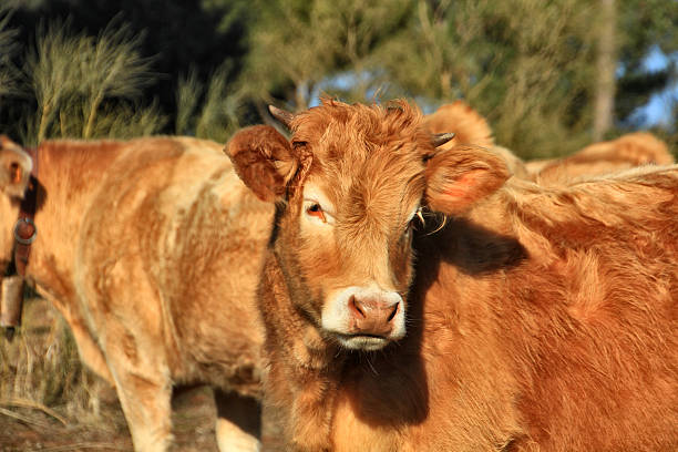 istock Basque in the field with calves grazing 477764435