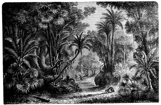 Antique illustration of Indian jungle