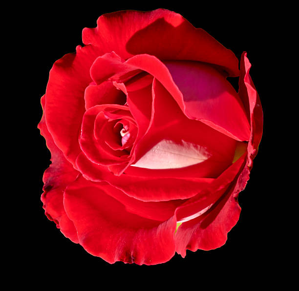 istock Red rose flower macro isolated on a black background 477764609