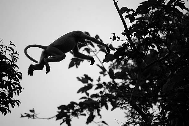 istock B&W of jumping Proboscis monkey in Borneo 477765303