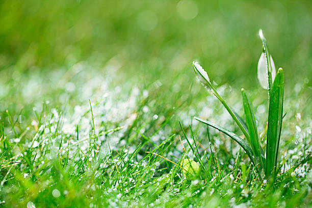 istock sparkly snowdrop flower, very soft tiny focus, perfect for gift 477765483