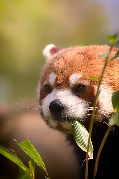 Beautiful red panda eating bamboo leaves and set against blurred background.