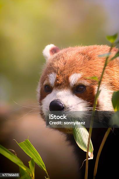 Foto de Saudável Red Panda Comendo Folhas De Bambu e mais fotos de stock de Guaxinim - Guaxinim, Comer, Noite