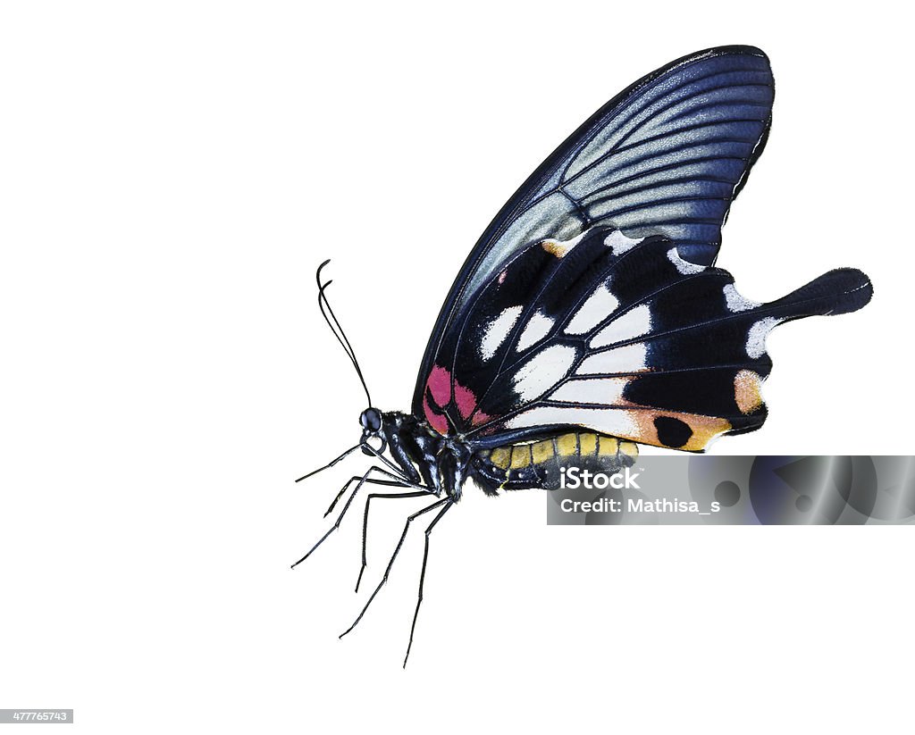 Kobieta great mormon butterfly - Zbiór zdjęć royalty-free (Biały)