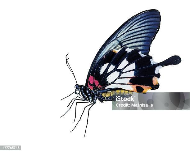 Kobieta Great Mormon Butterfly - zdjęcia stockowe i więcej obrazów Biały - Biały, Bliskie zbliżenie, Brzuch