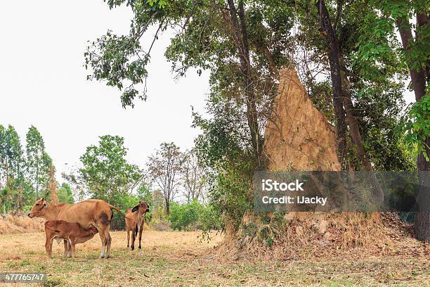 Termitero Foto de stock y más banco de imágenes de Agujero - Agujero, Aire libre, Alto - Descripción física