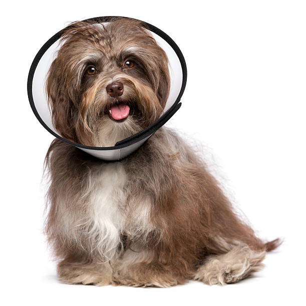 istock Happy grateful havanese dog is recovering and wearing a collar 477765759