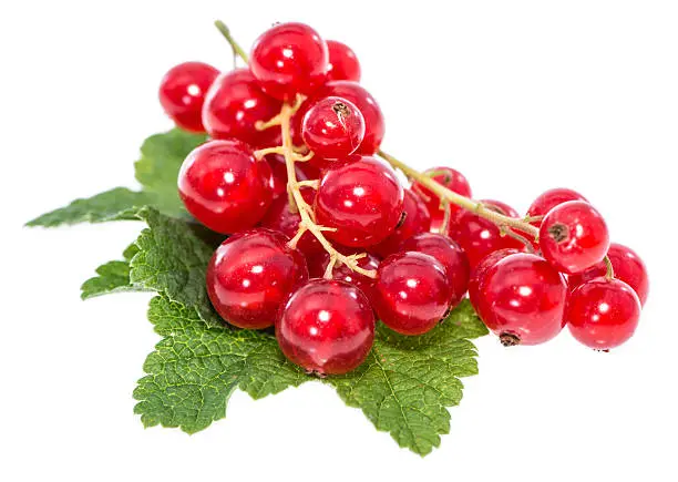 Fresh harvested Red Currants isolated on white background