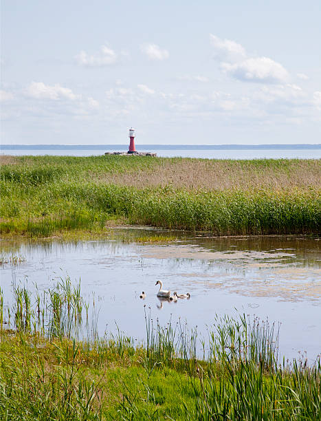 istock Swan family and lighthouse 477766363