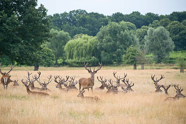 istock Red deer stag herd in Summer field landscape 477766379