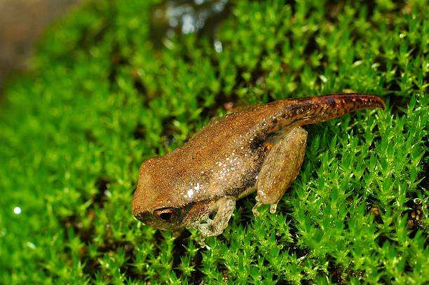 Metamorphosis tadpole to frog stock photo