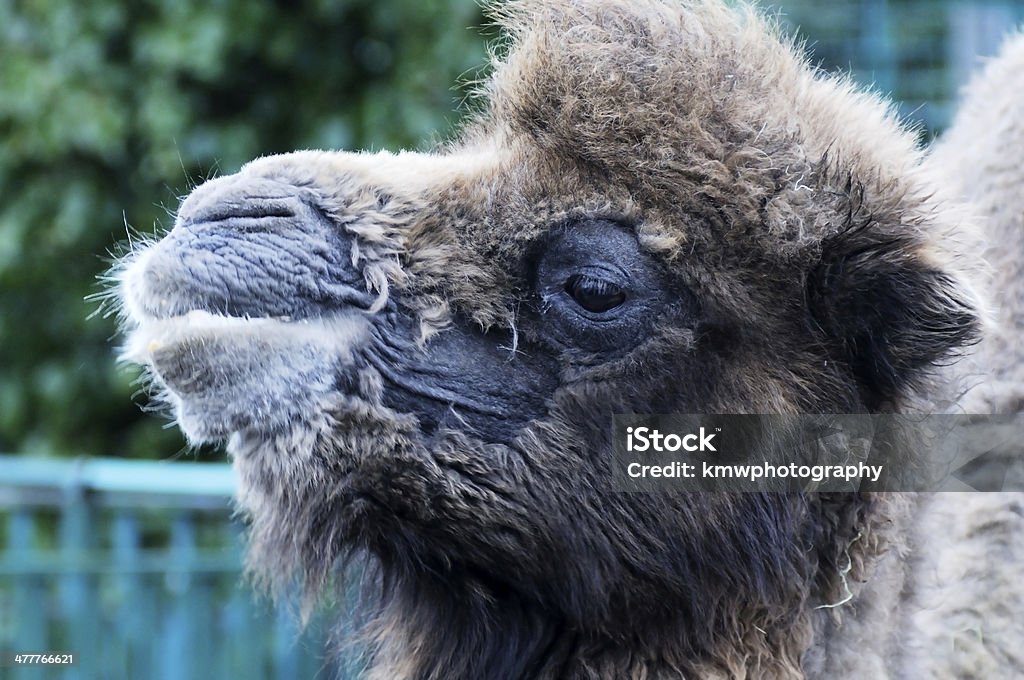 Grande plano de camelo - Royalty-free Animal Foto de stock