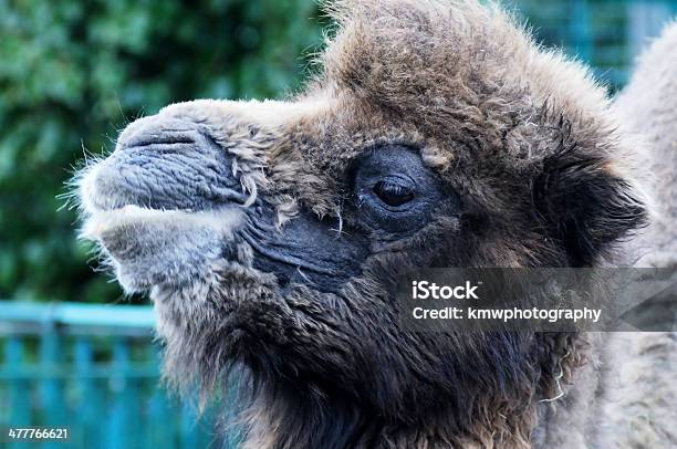 Grande Plano De Camelo - Fotografias de stock e mais imagens de Animal - Animal, Cabeça de animal, Camelo