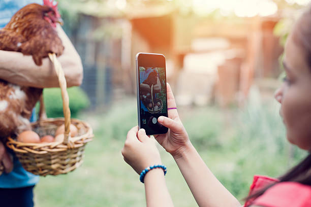 istock Little girl photographing a hen 477766710