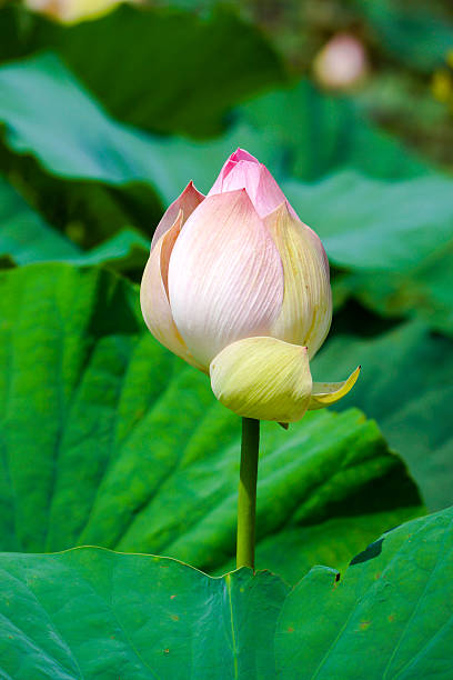 istock Lotus flower, Thailand. 477767214