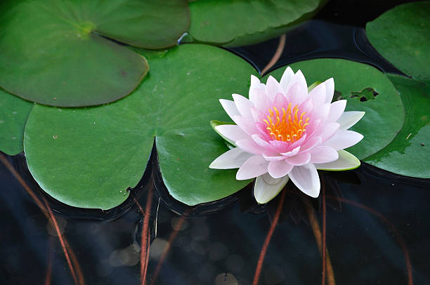 istock Pink Water Lily or Lotus with long stems 477767277