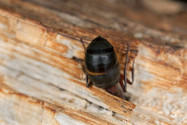 istock Carpenter ant, Camponotus herculeanus abdomen, Extreme close up 477767709