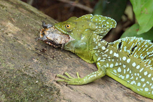 Plumed basilisk eating a baby slider turtle. Name: Plumed basilik, green basilisk, double crested basilisk and jesus christ lizard lizard eating stock pictures, royalty-free photos & images