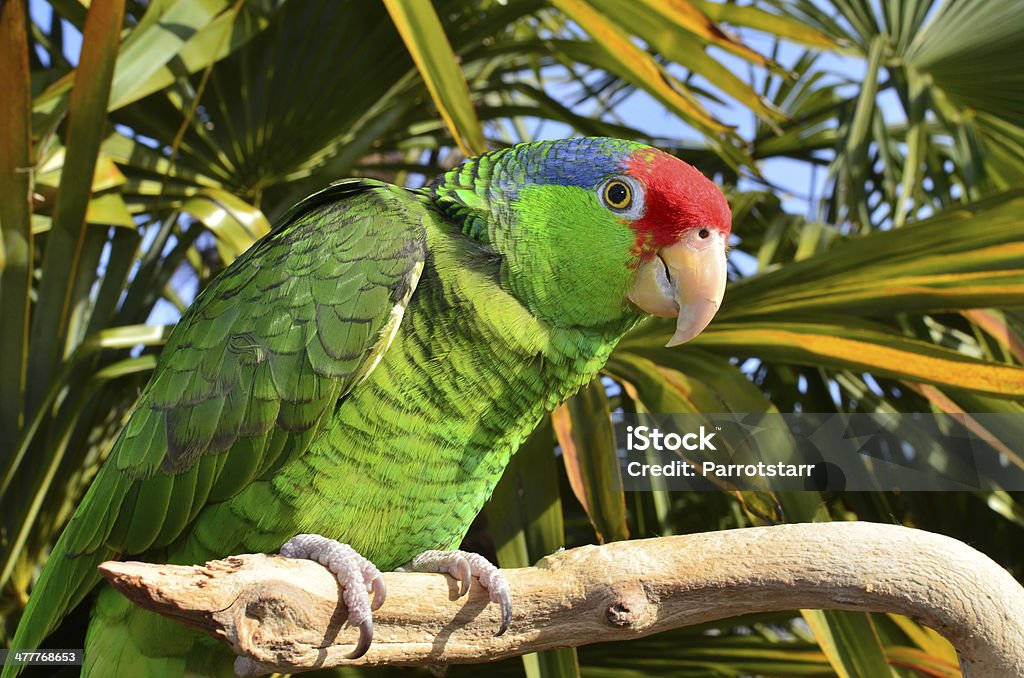 Red Crowned Amazon. Amazona viridigenalis A beautiful Amazon parrot in a tropical setting Parrot Stock Photo