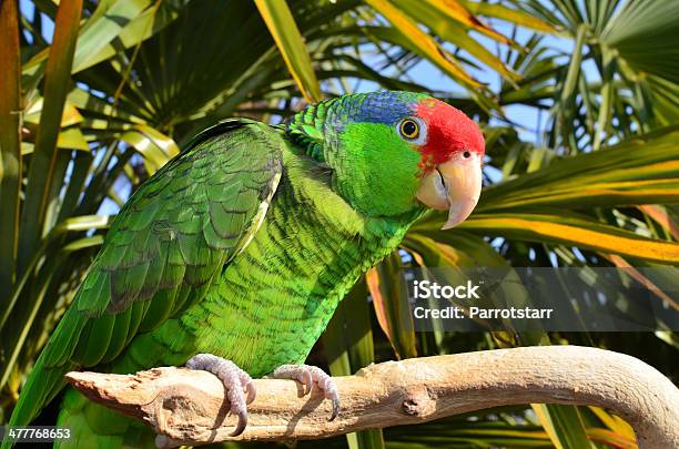 Red Crowned Amazon Amazona Viridigenalis Stock Photo - Download Image Now - Parrot, Red-Crowned Amazon, Amazon Parrot