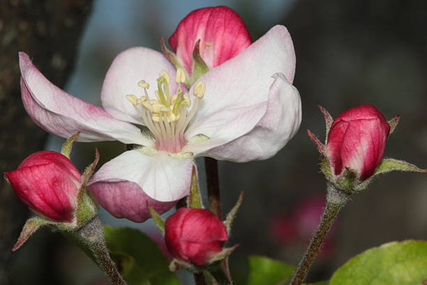 White apple blossom surrounded by reddish unopened blossoms stock photo