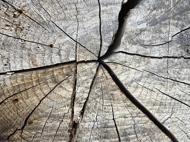 istock Old crackled logs wooden background texture 477771572