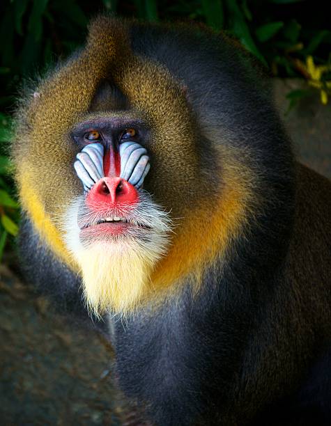 Portrait of a Mandrill Mandrill sitting against dark background looking up toward camera. mandrill photos stock pictures, royalty-free photos & images