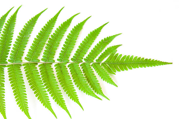istock Green fern on white background 477772831
