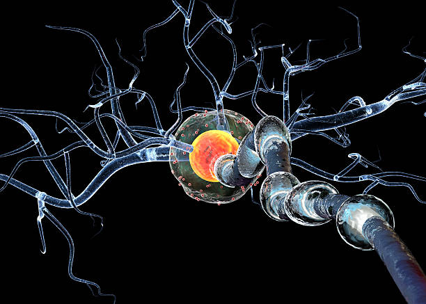 nervo células, conceito para neurologic doenças, tumors e cirurgia cerebral. - neurologic - fotografias e filmes do acervo