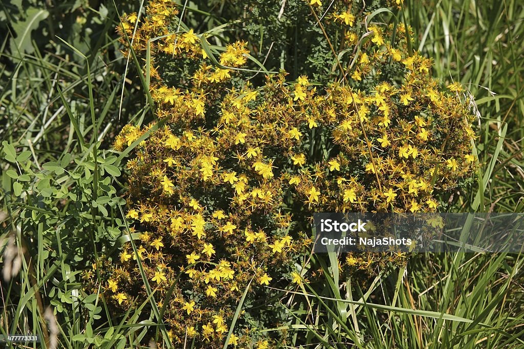 Common Millepertuis - Photo de Angiosperme libre de droits