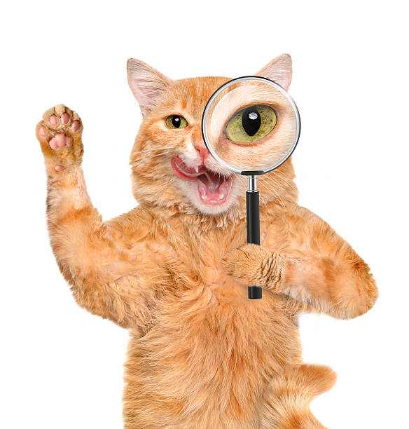 istock Cat with magnifying glass and searching 477773580
