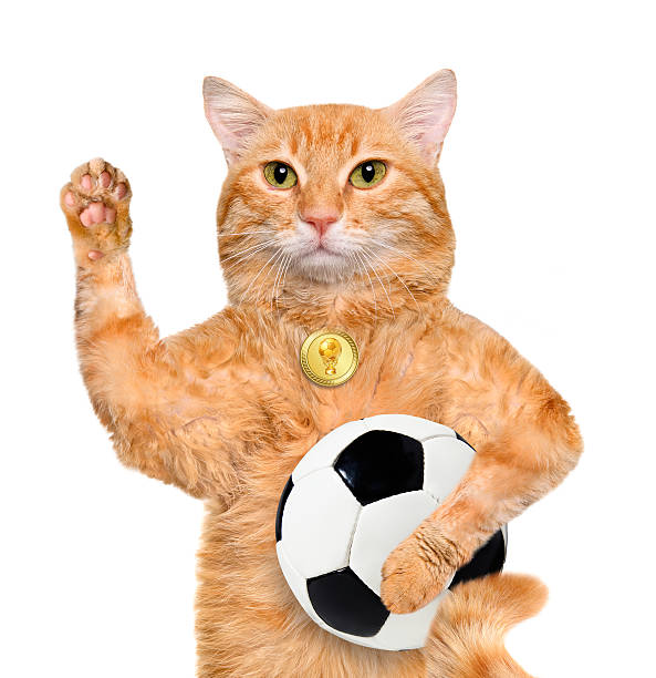 istock Cat with a white soccer ball. 477773586