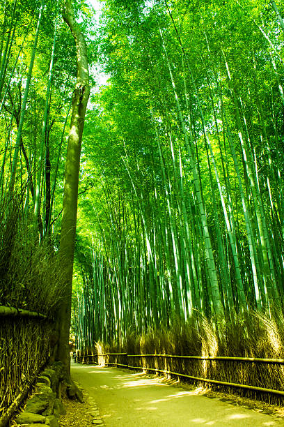 istock Kyoto Sagano bamboo forest. 477773602